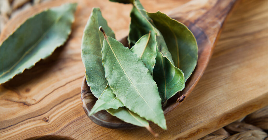 Bay Leaf Meaning in Hindi : तेज पत्ता के फायदे और नुकसान 1 bay leaf meaning in hindi